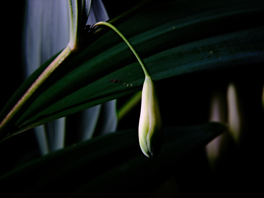 Photography of a Lily of the Valley in color