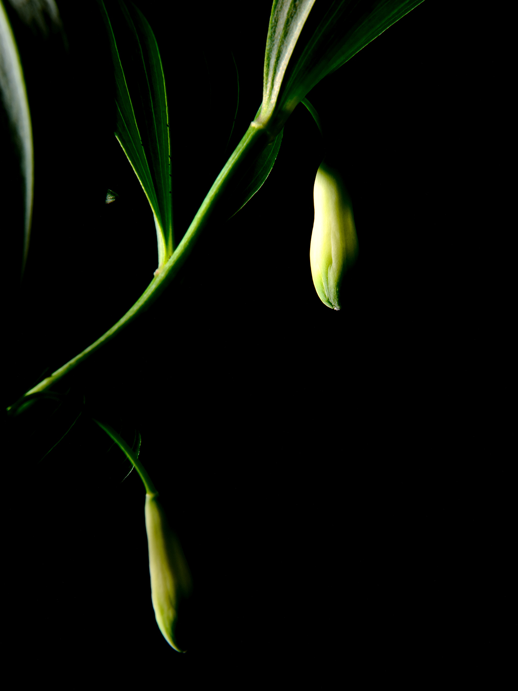 Photography of a Lily of the Valley in color