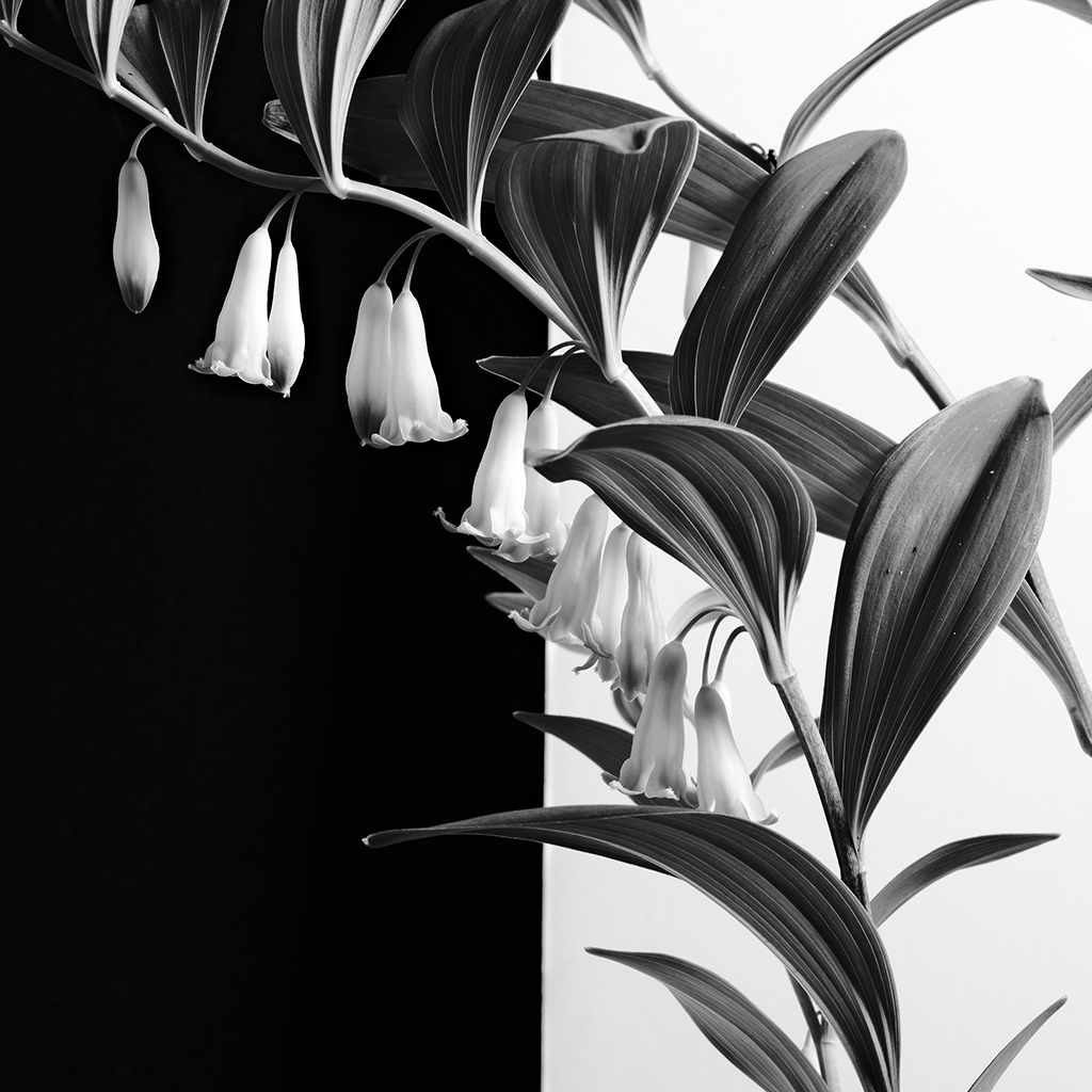Photography of a Lily of the Valley in contrast
