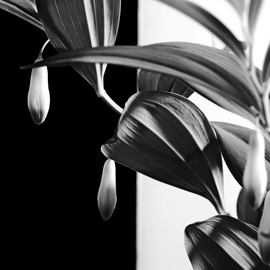Photography of a Lily of the Valley in contrast