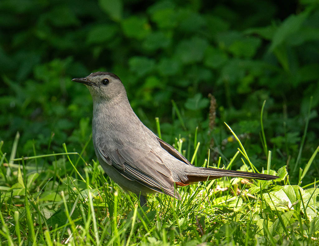 Photography of a Catbird