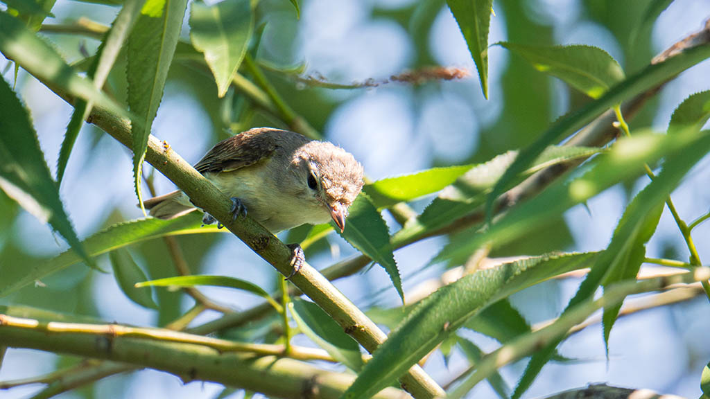 Photography of a Least Flycatcher