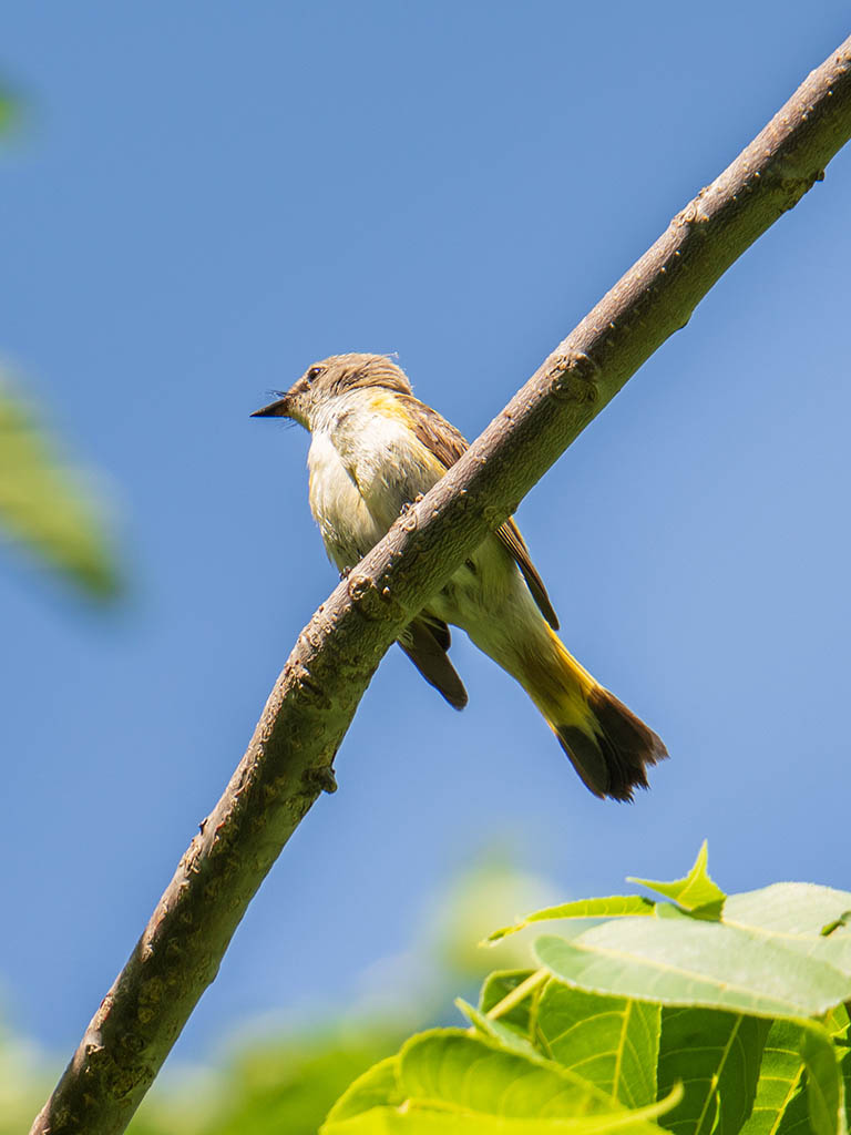 Photography of a female American Redstart