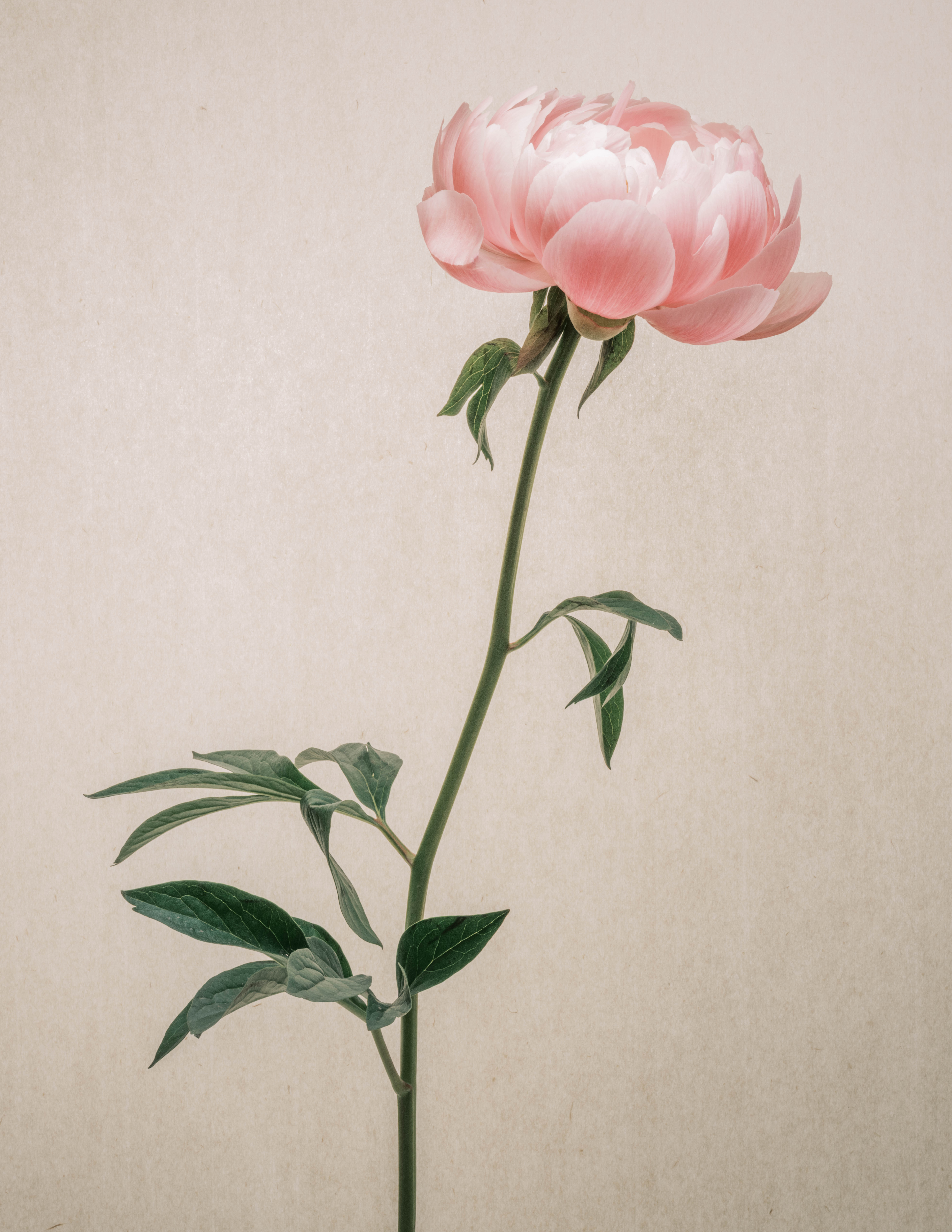 Photography of a pink peony leaning to one side of the frame against rice paper