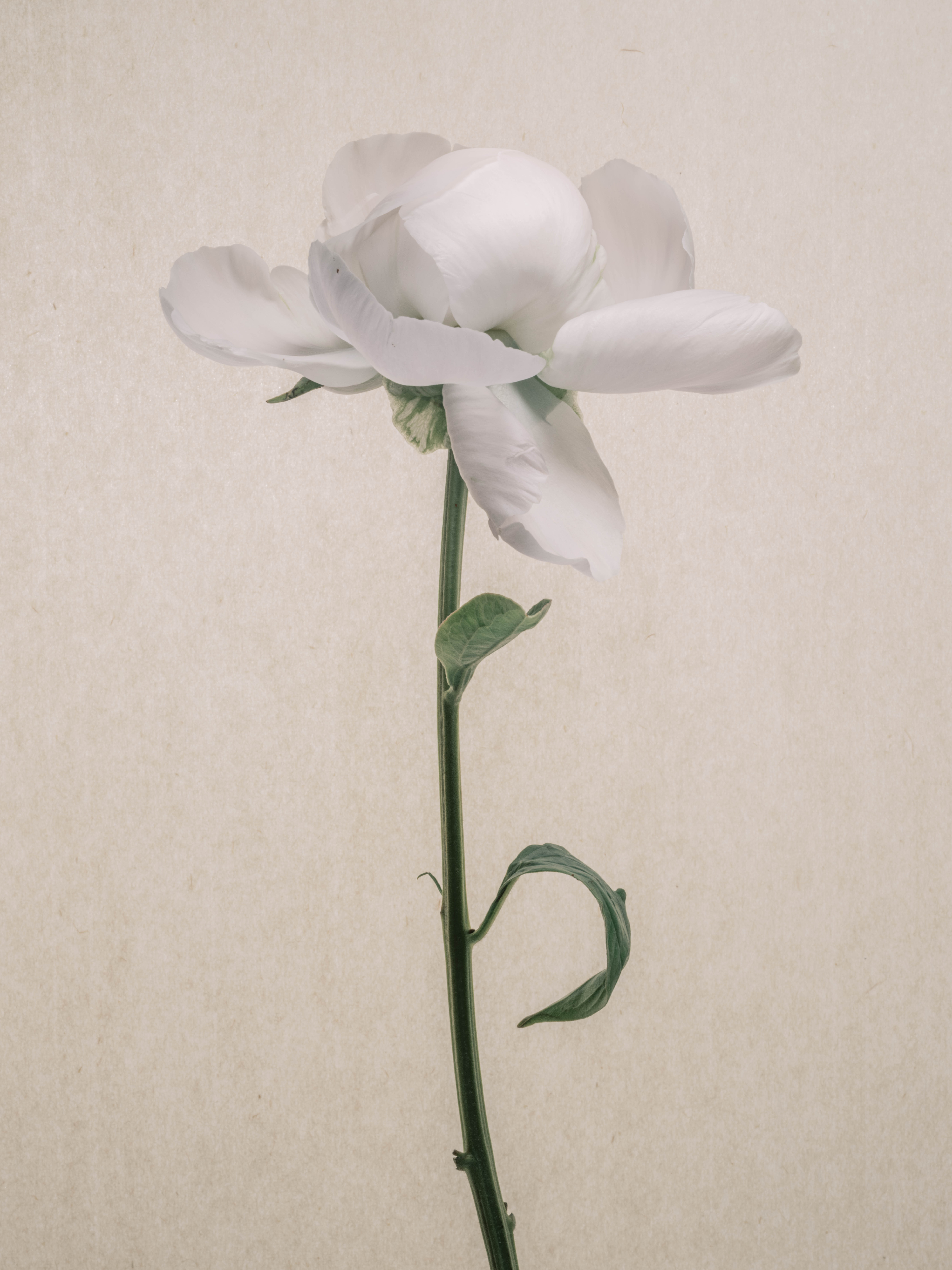 Photography of a white peony against rice paper