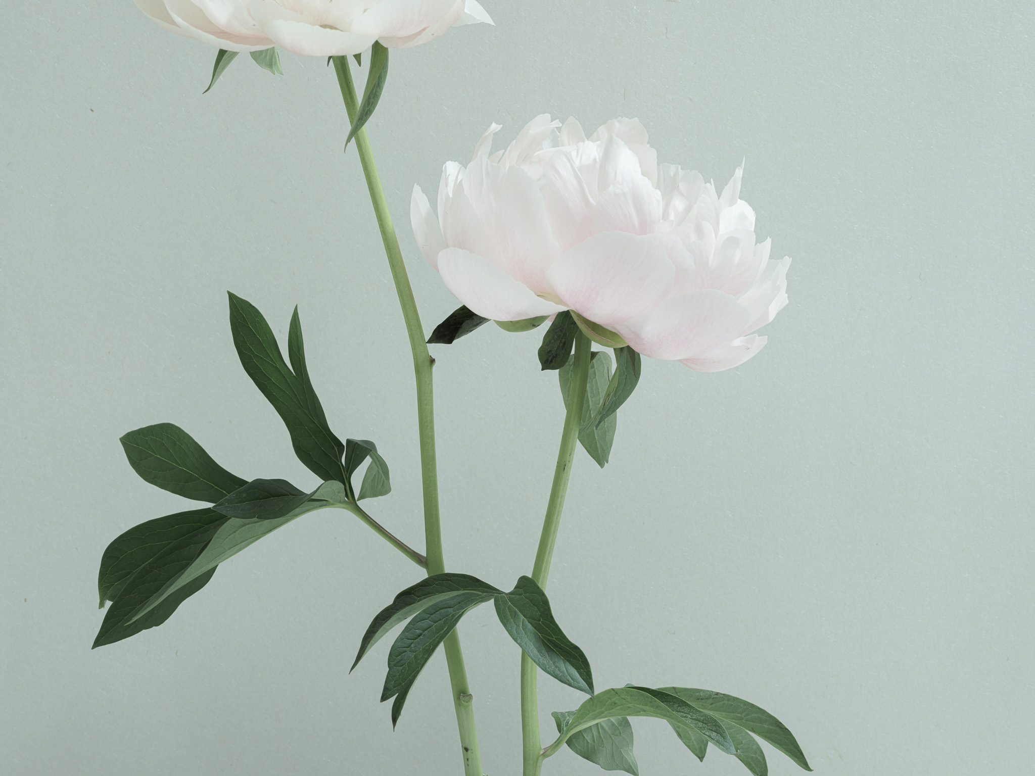 Photography of an older pink peony against blue tinted rice paper