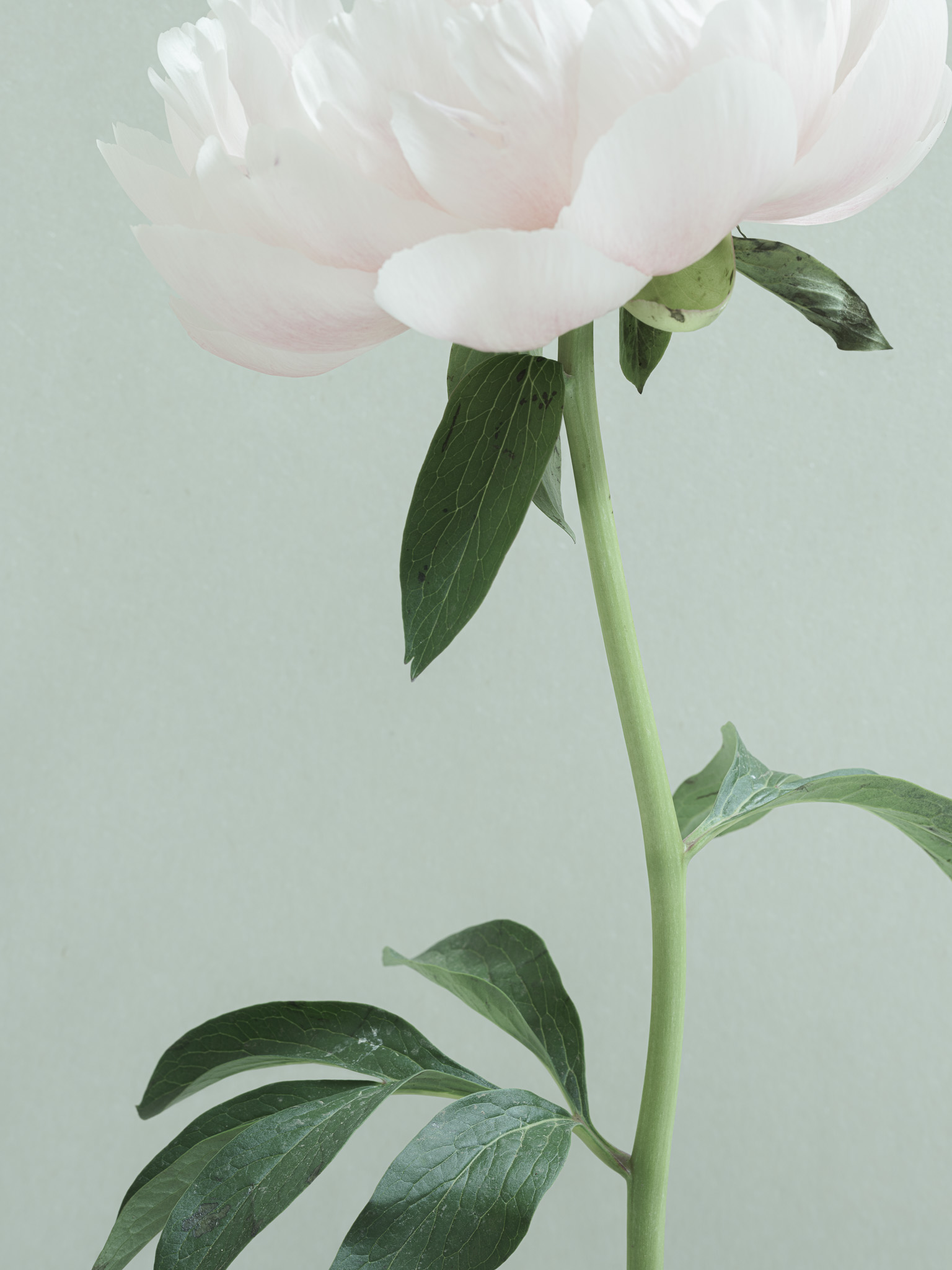 Closeup photography of older pink peonies against blue tinted rice paper