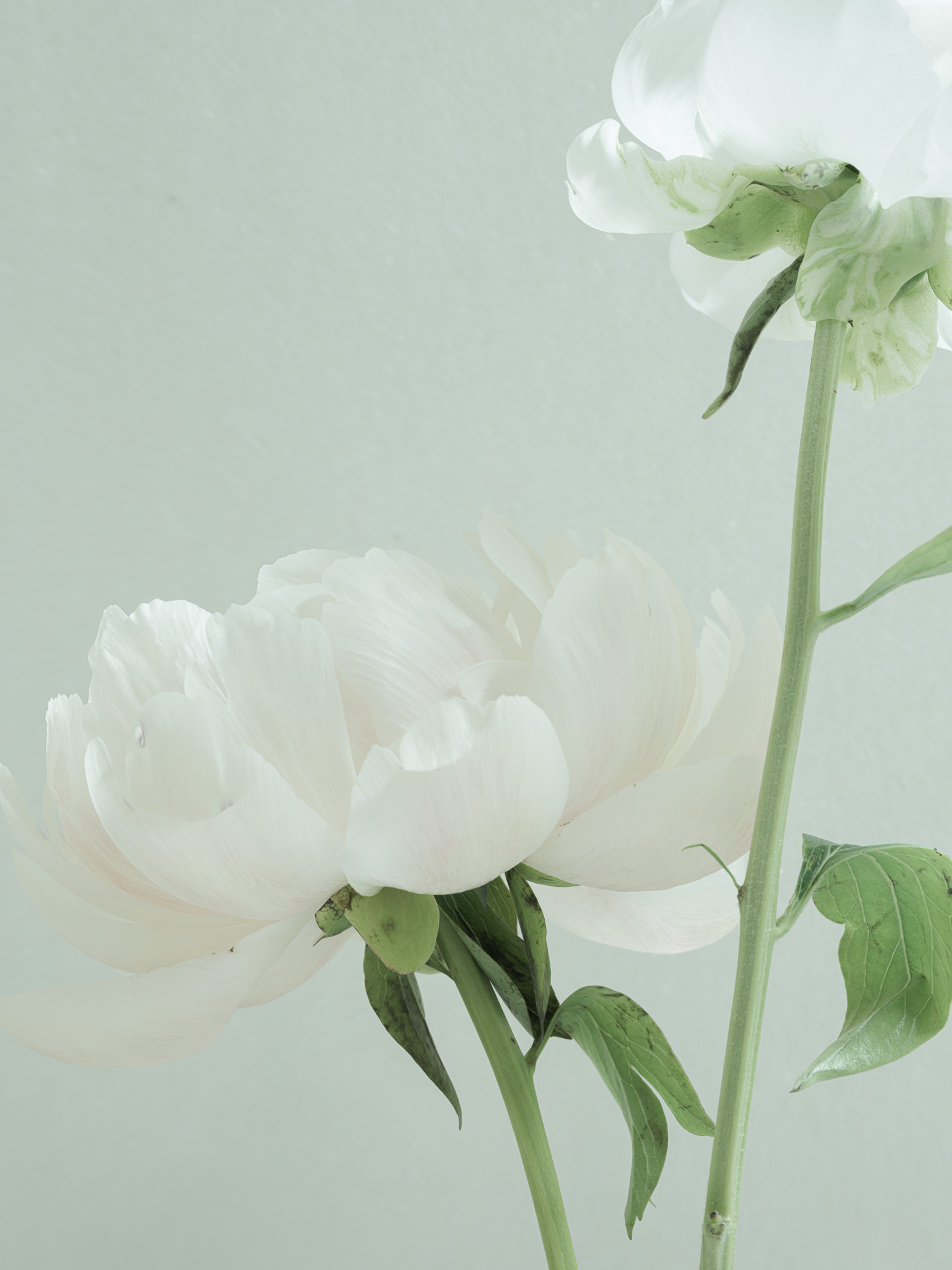 Closeup photography of older pink peonies against blue tinted rice paper