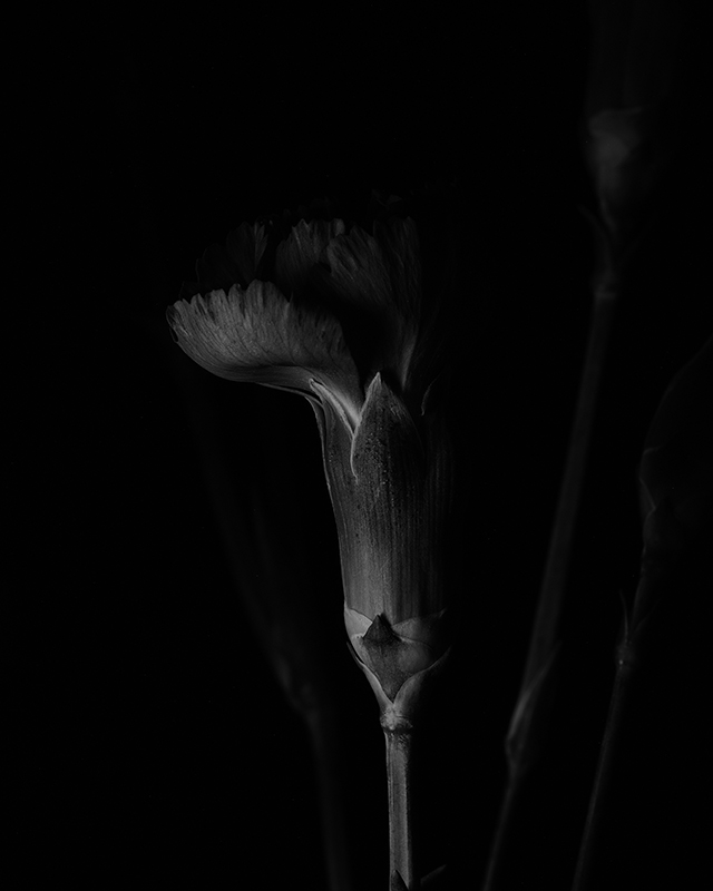 Macro photography of a purple carnation in black and white