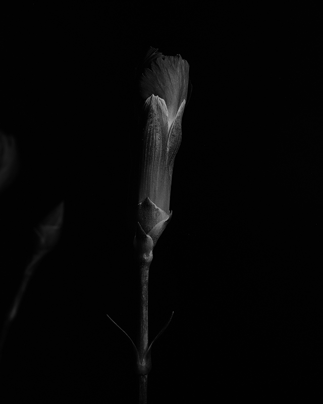 Macro photography of a purple carnation in black and white