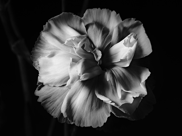 Black and White photograph of a Purple Carnation