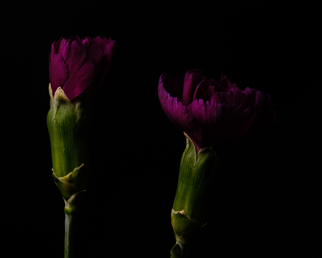 Macro photography of a purple carnation