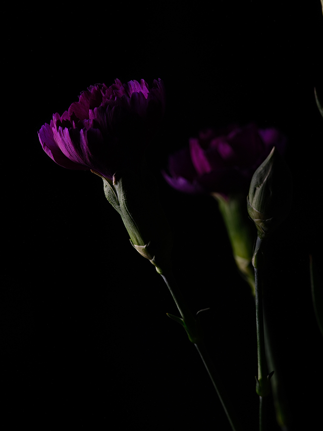Color photograph of a Purple Carnation