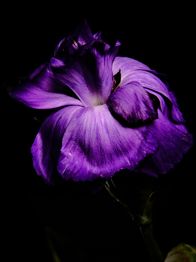 Macro photography of a purple carnation