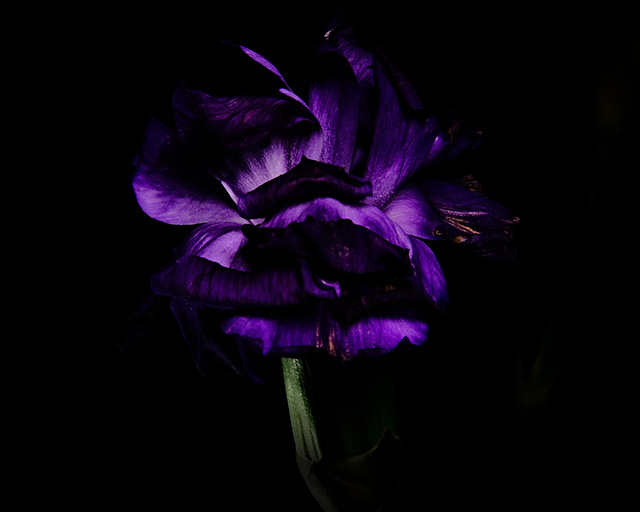 Color photograph of a Purple Carnation