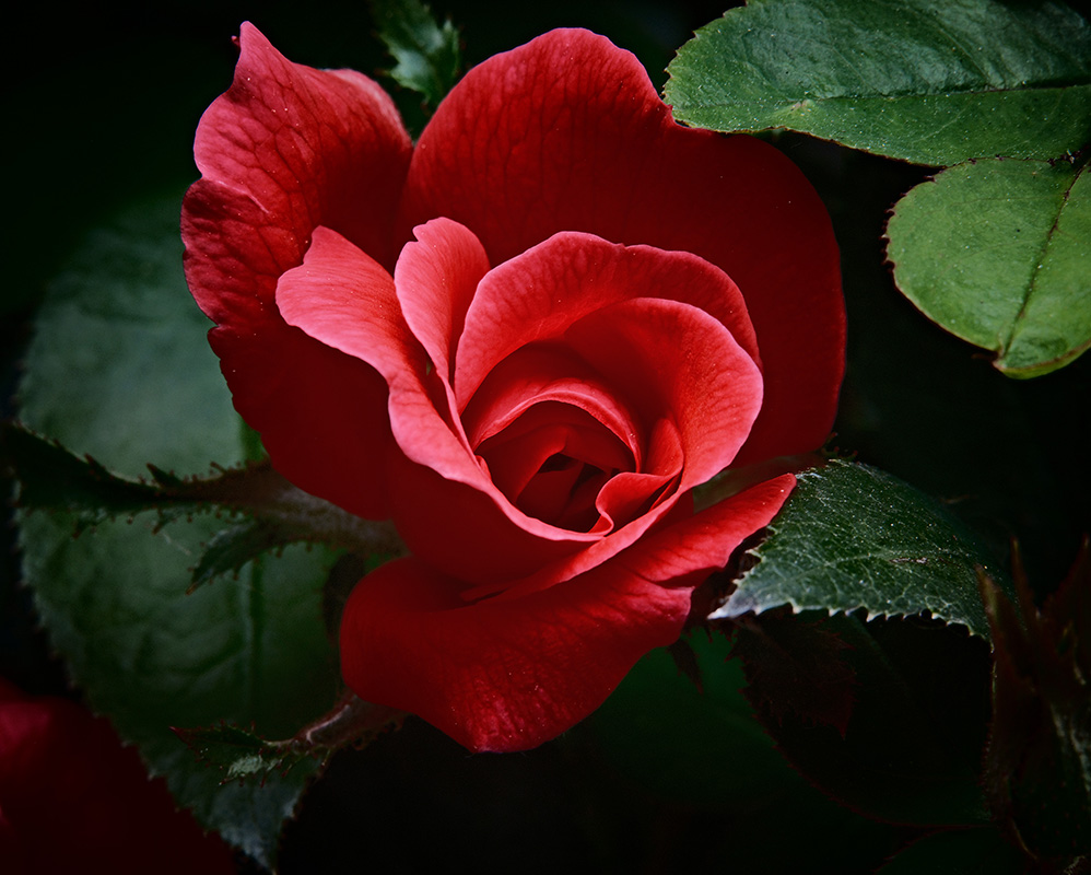 A photograph of rose with dramatic colors