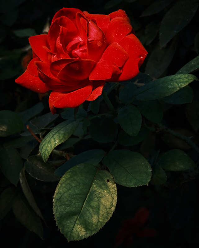 A photograph of rose with dramatic colors
