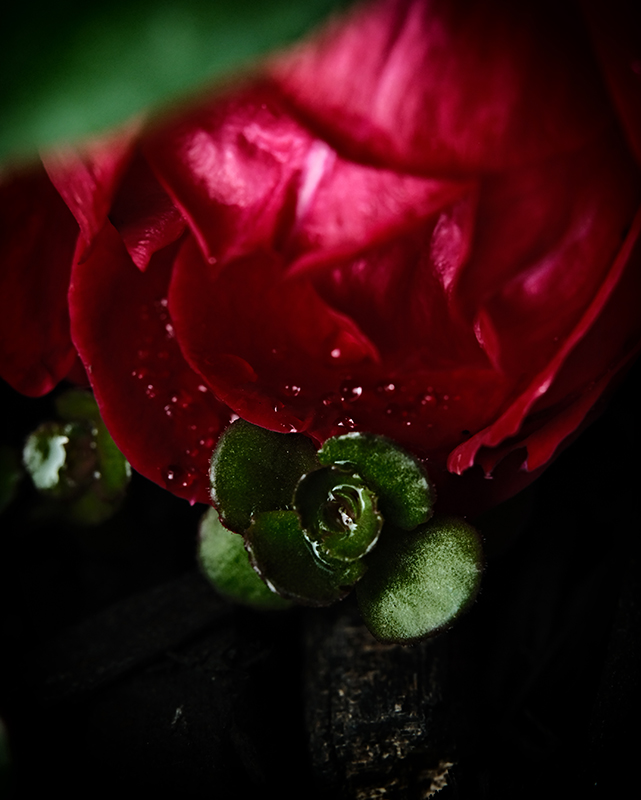 A photograph of rain drops on a rose