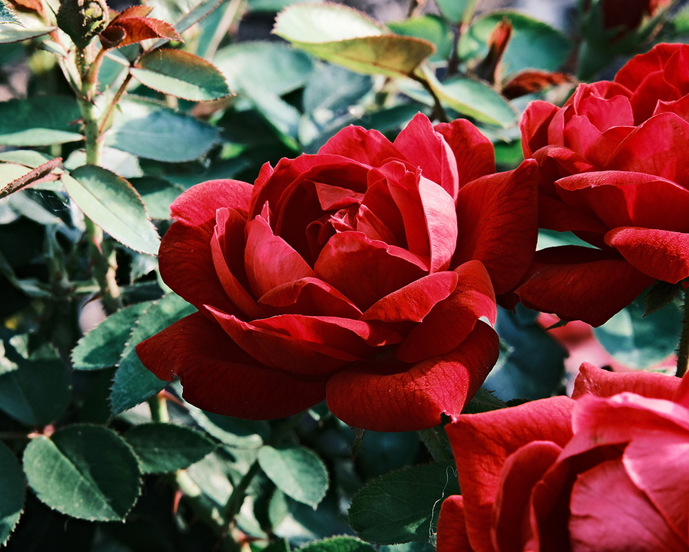A photograph of roses basking in sunshine
