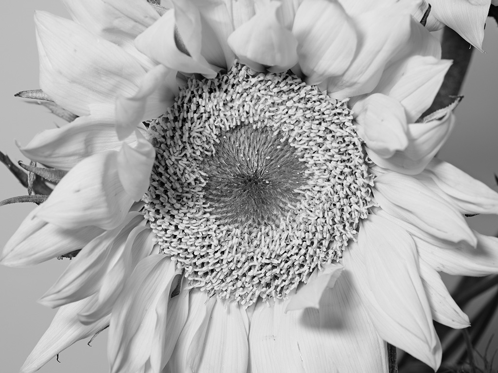 Macro floral photography of a sunflower in black and white