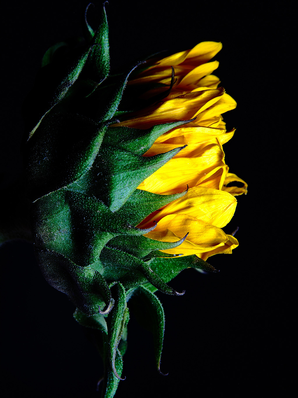 Macro floral photography of sunflowers and teasel bouquet in color #3