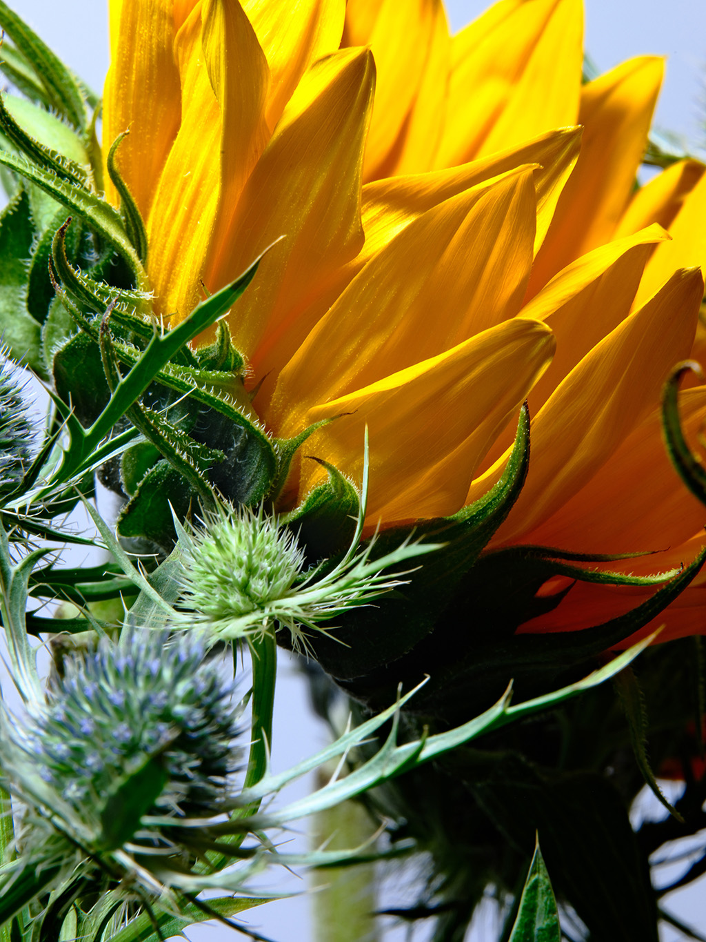 Macro floral photography of sunflowers and teasel bouquet in color #1