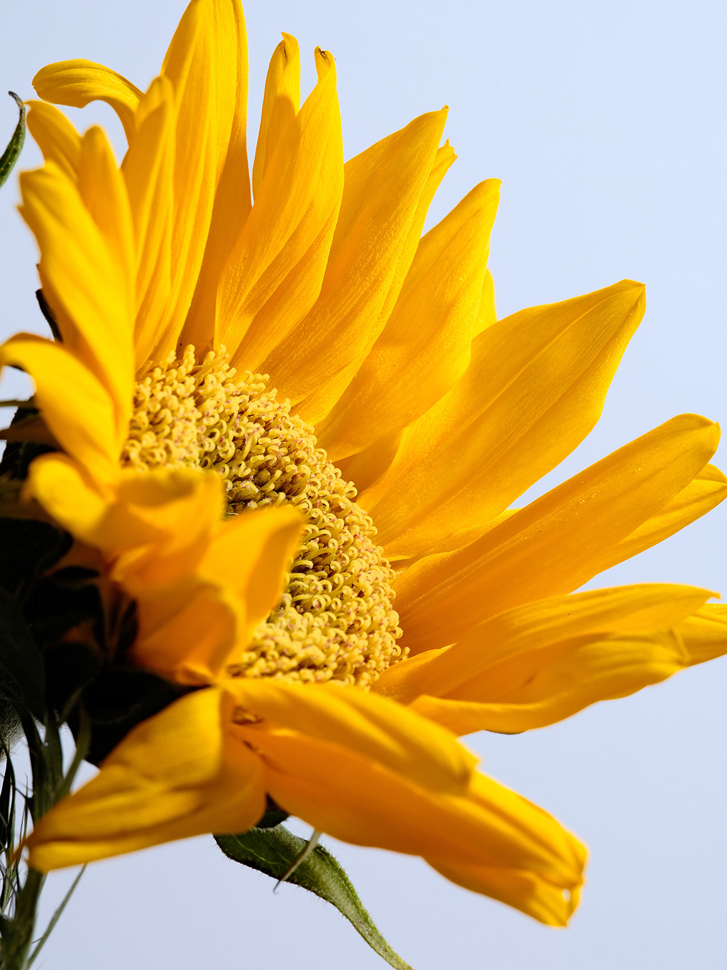 Macro floral photography of sunflowers and teasel bouquet in color #4