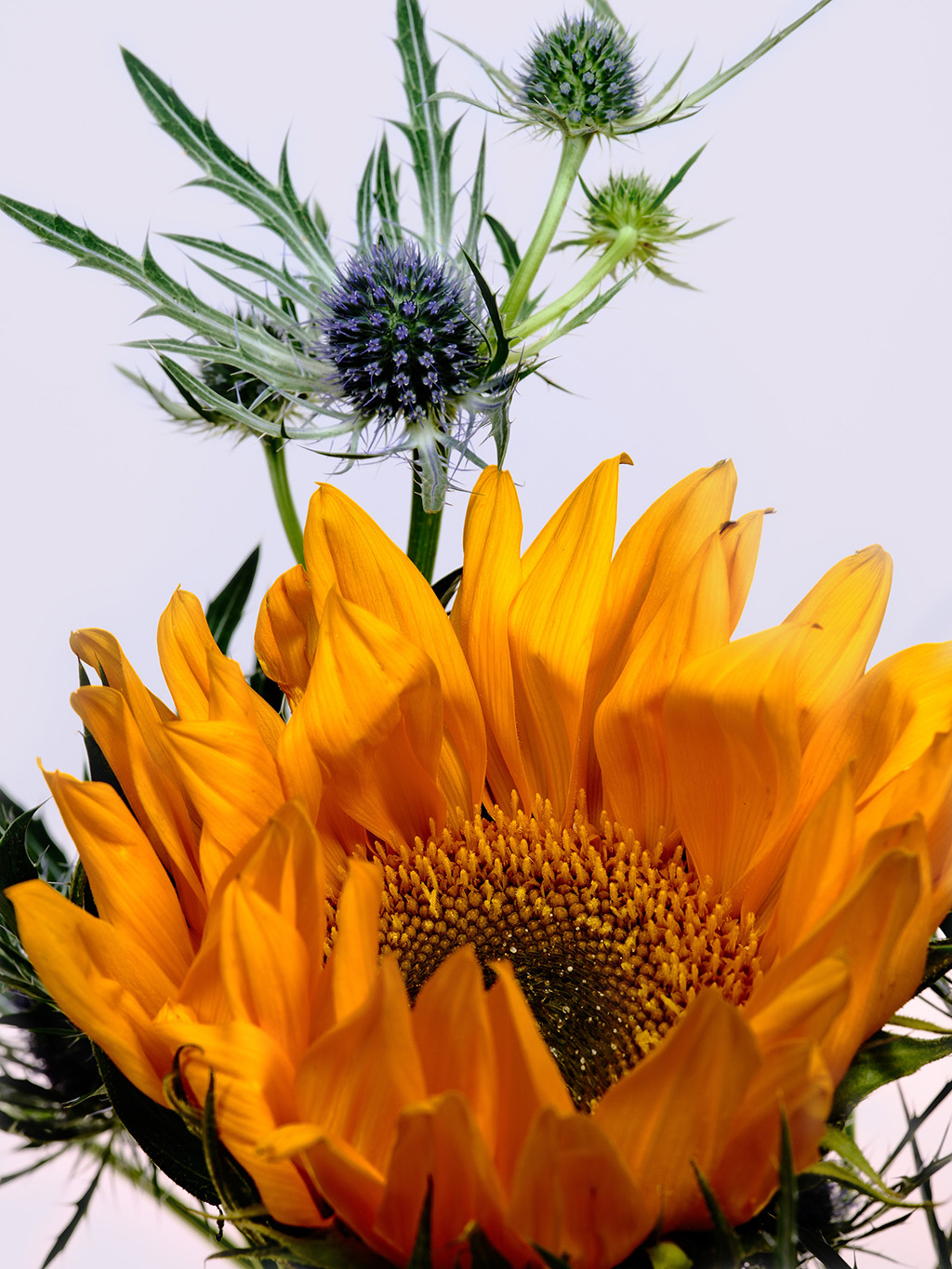 Macro floral photography of sunflowers and teasel bouquet