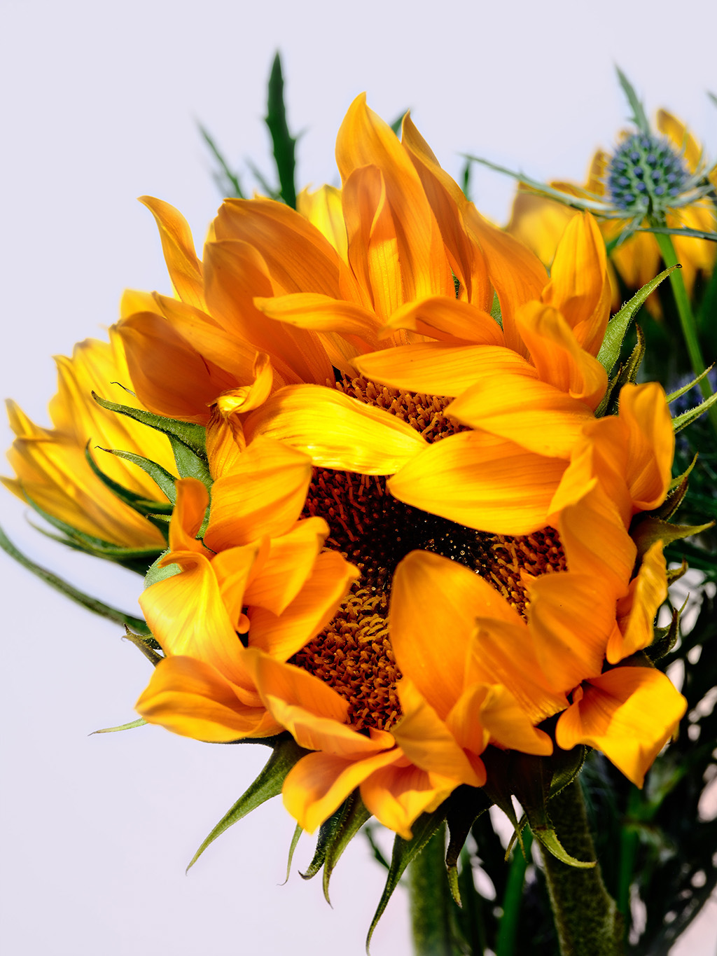 Macro floral photography of sunflowers and teasel bouquet in color #4