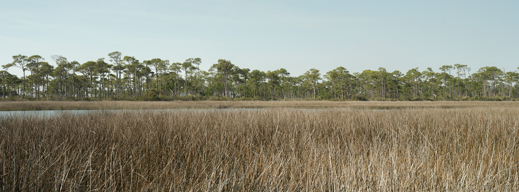 Tall grasses border a river flowing into a Florida bay