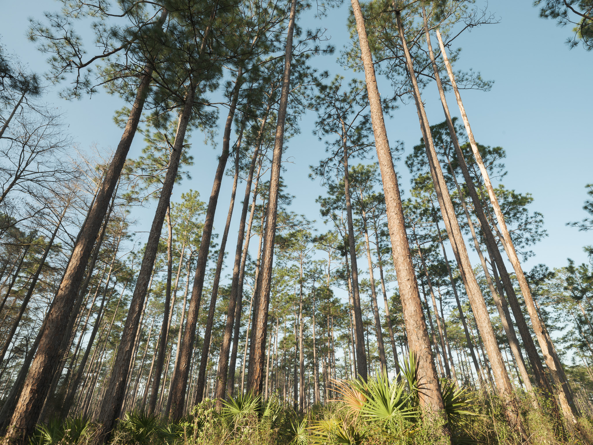 Wide shot Tall trees in Florida