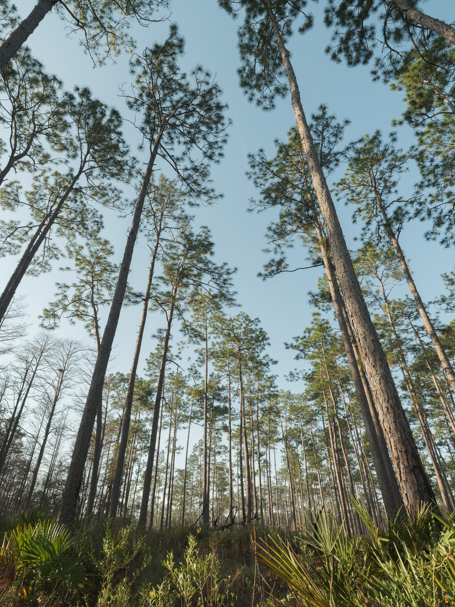 Landscape shot of Tall trees in Florida