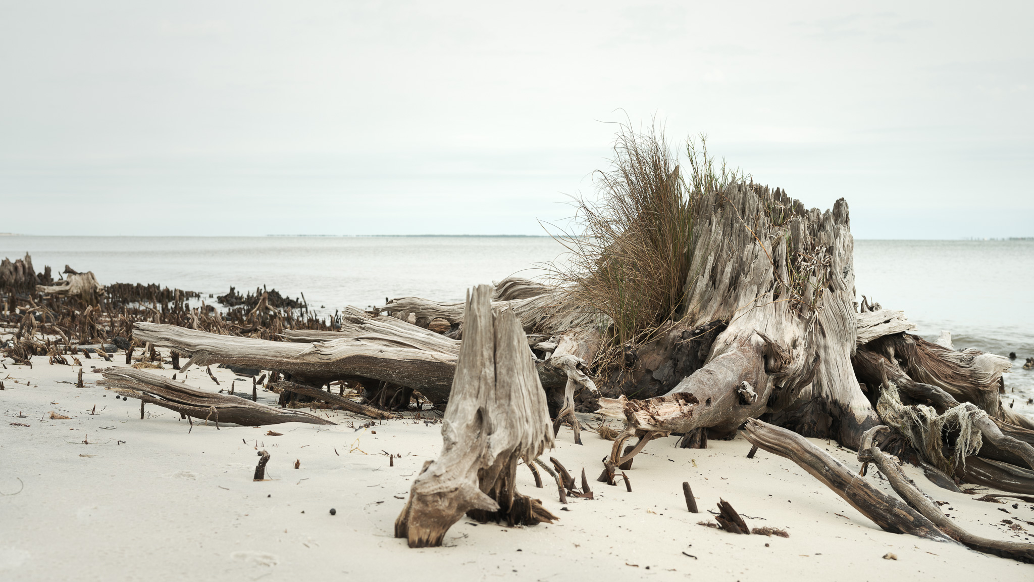 Picture of a log with grass coming out against an ocean backdrop in Florida