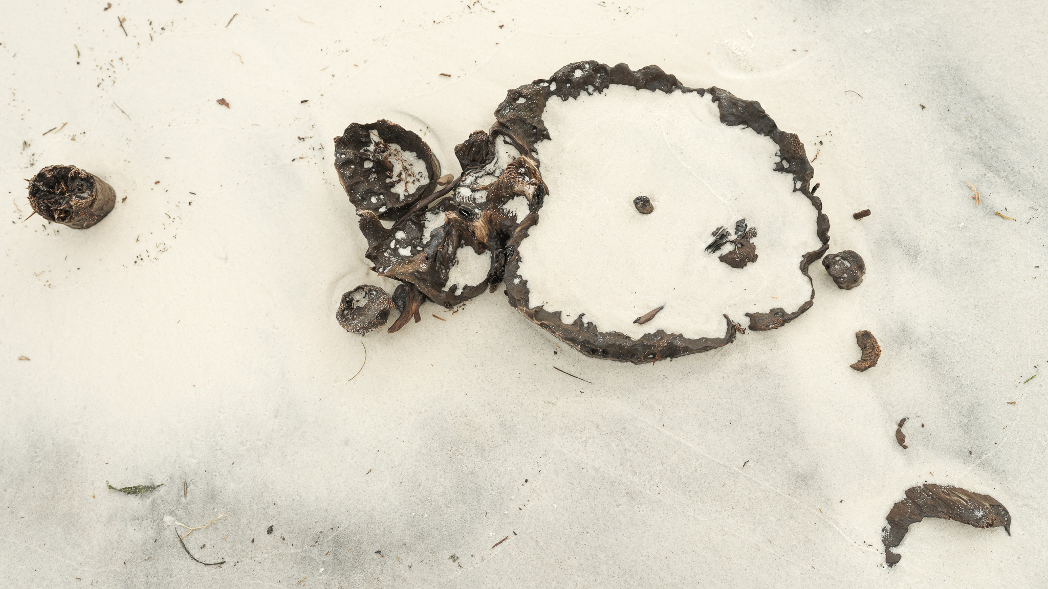 Close up picture of a different log in Florida