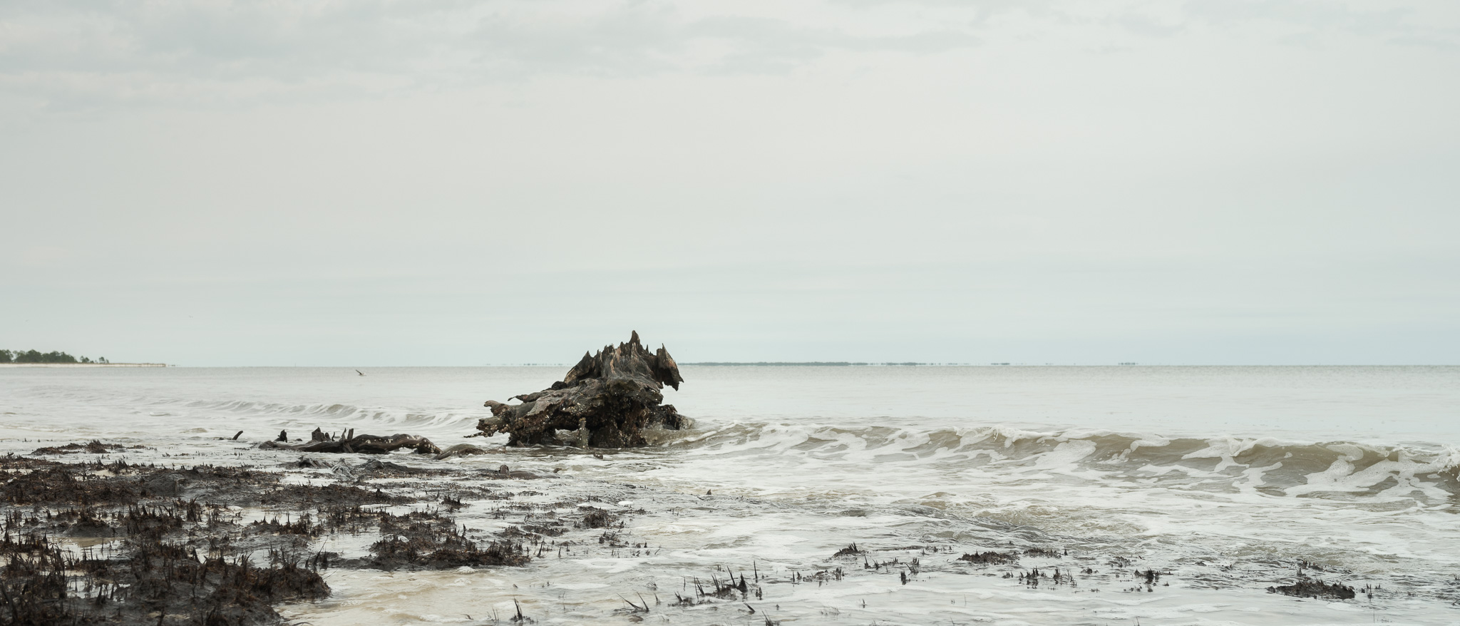 Picture of a log in the shape of a dragon against an ocean backdrop in Florida