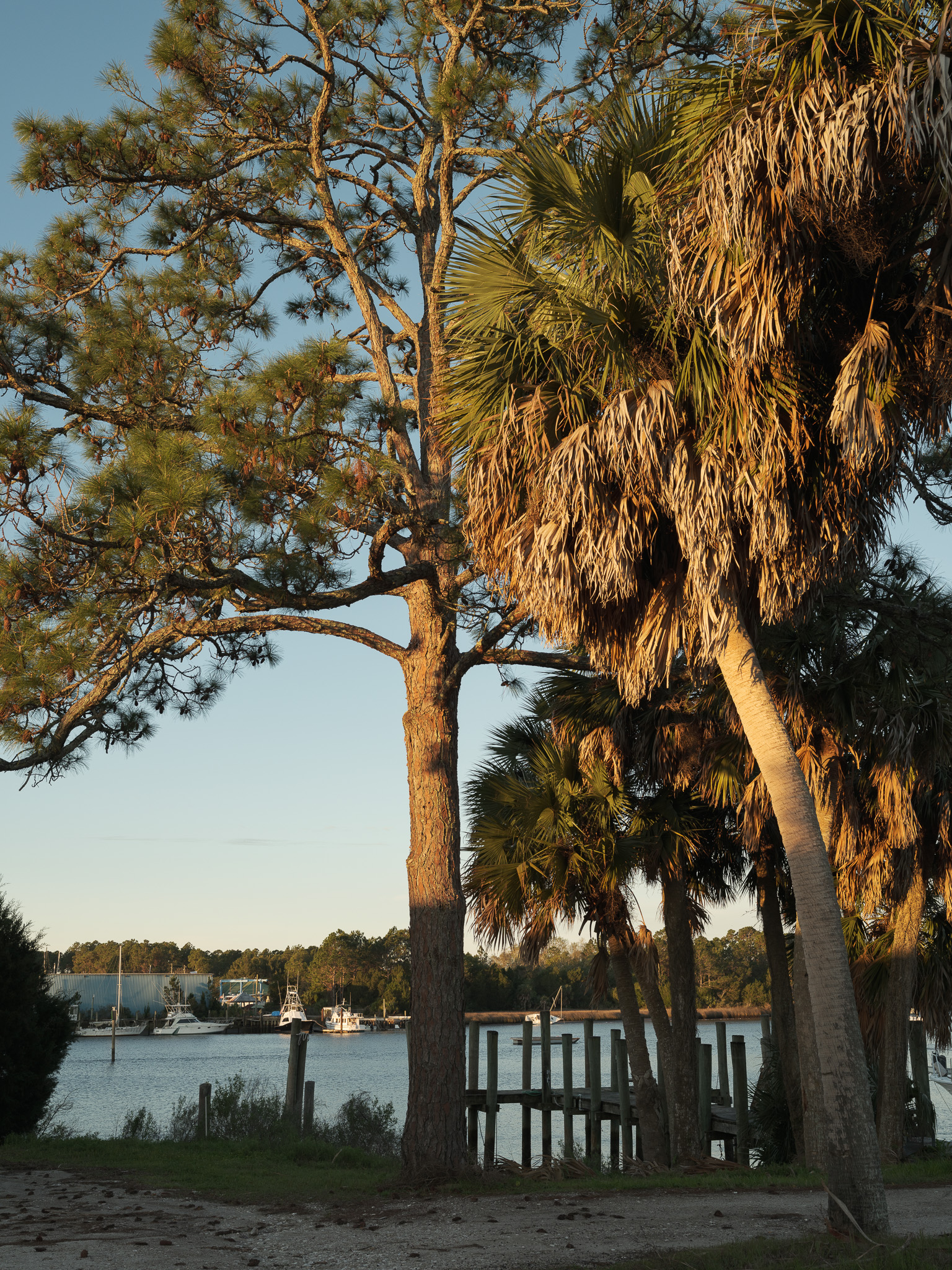 Several Palm Trees in a port city in Florida
