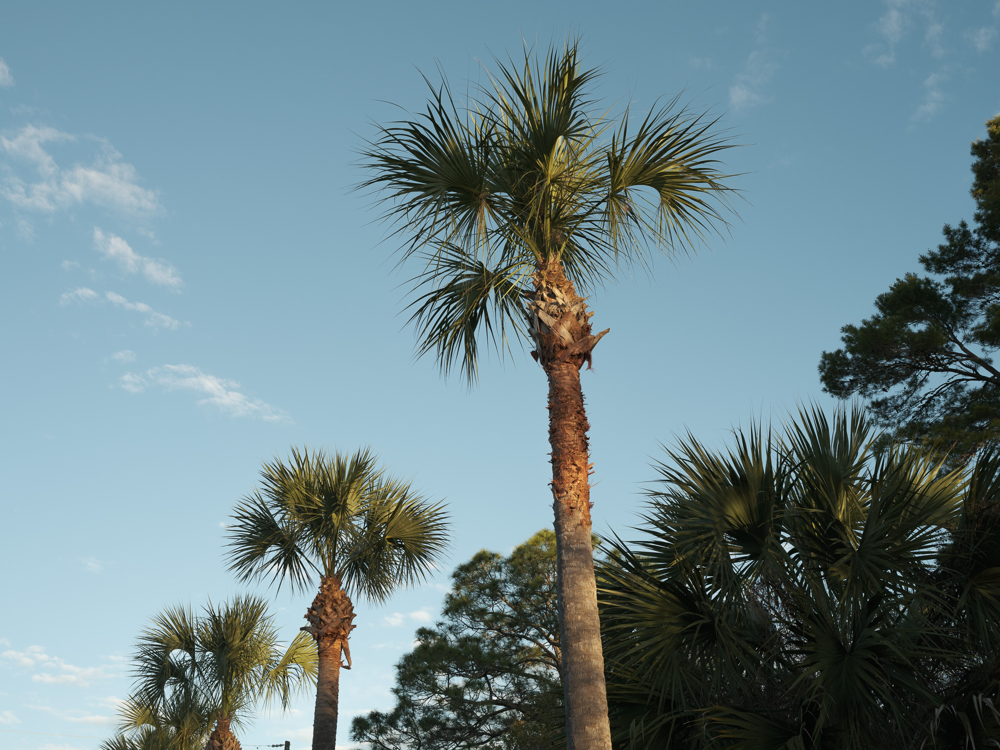 Palm Trees in a port city in Florida