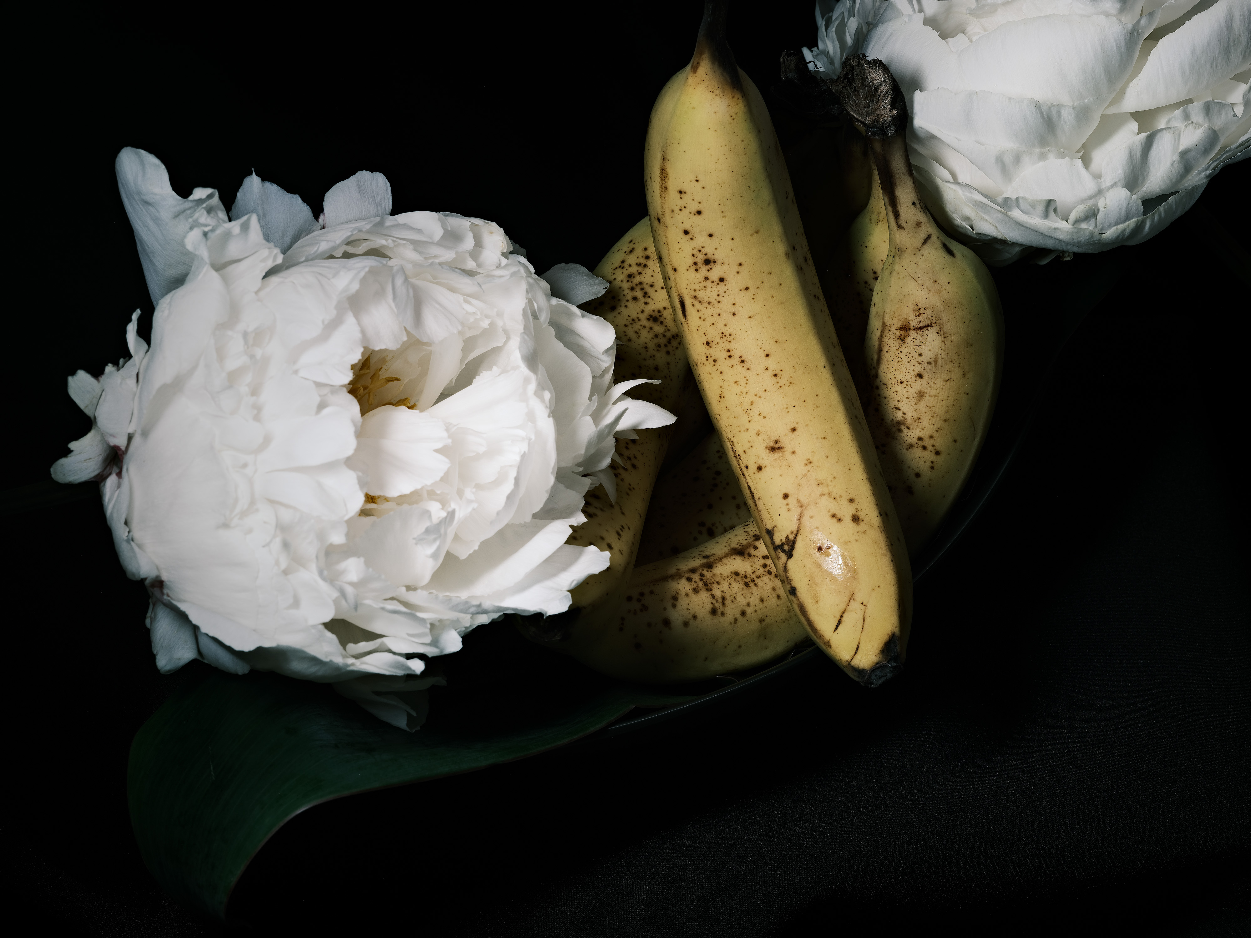 Still life photography of bananas and peonies