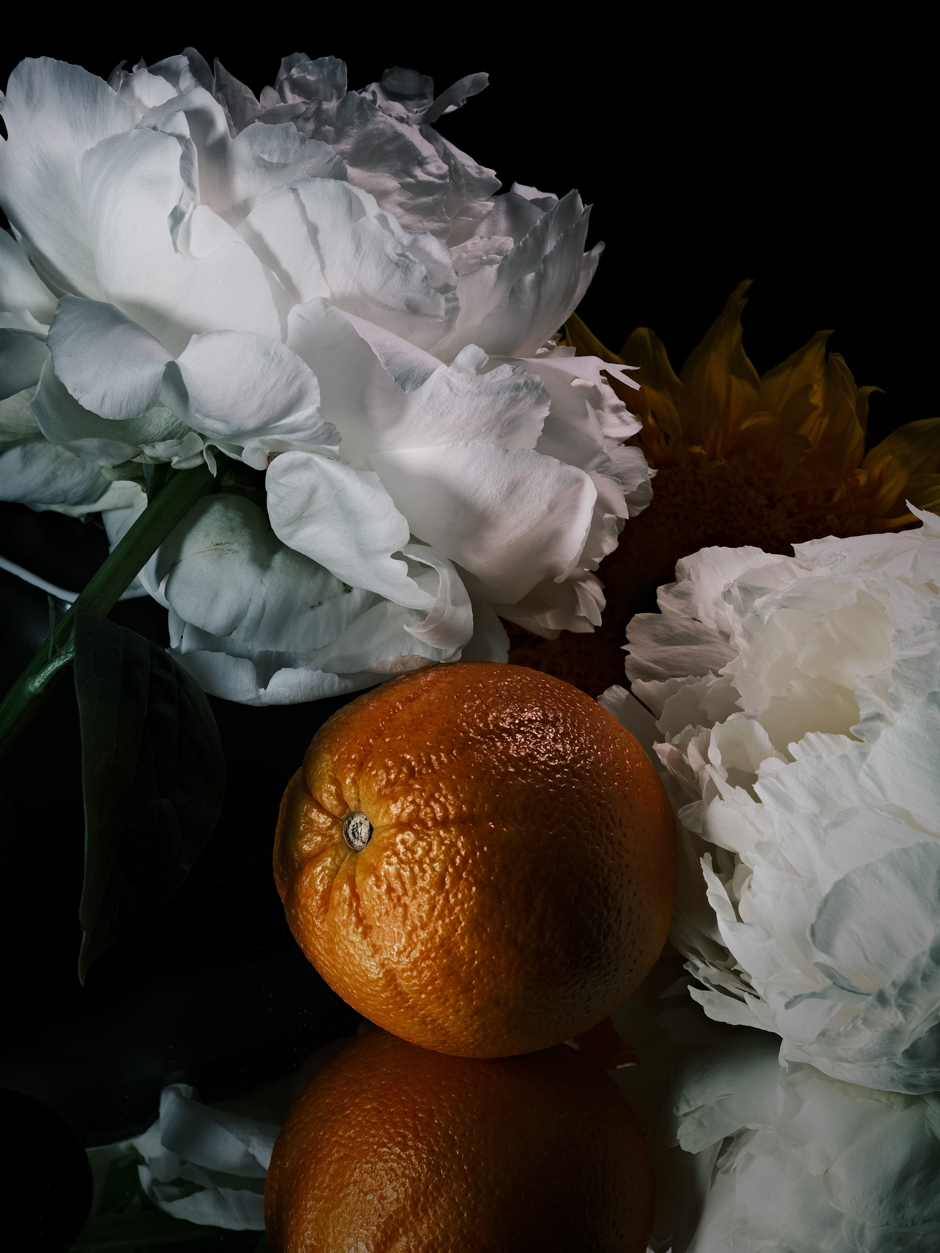 Still life photography of orange and peonies