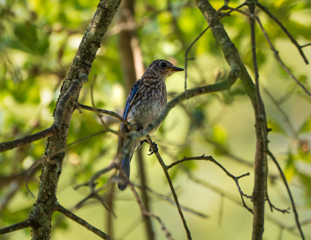 A photo of a fledgling Bluebird in Tyler Texas