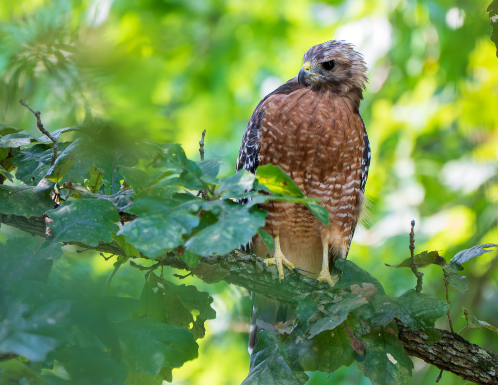A photograph of a Red-shouldered Hawk in Tyler Texas