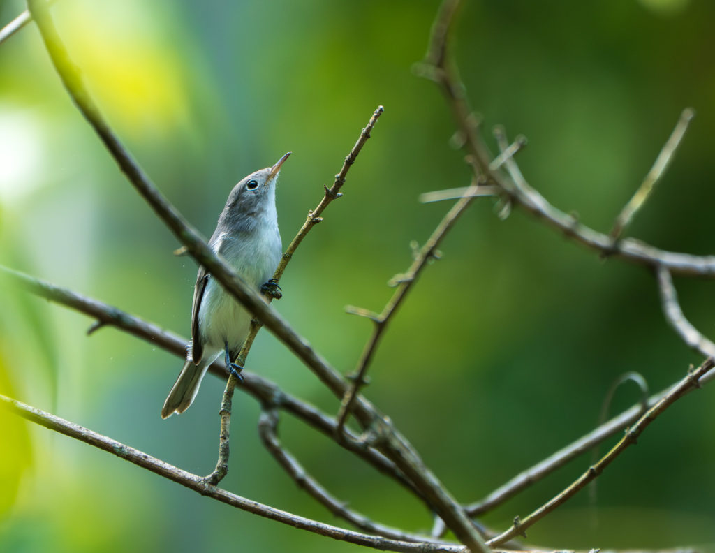 A photograph of a Blue-gray Gnatcatcher in Tyler Texas