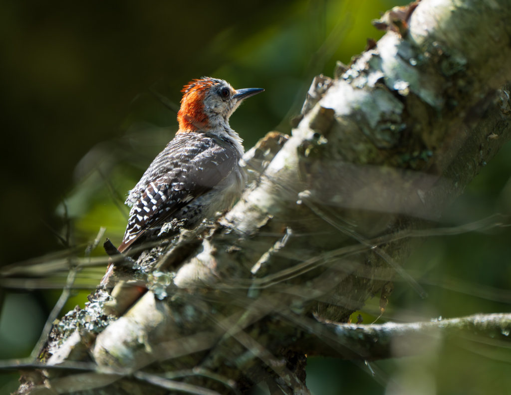 A photo of a Red-bellied Woodpecker in Tyler Texas