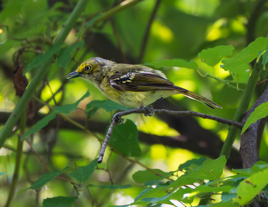 A photograph of a White-eyed Vireo in Tyler Texas