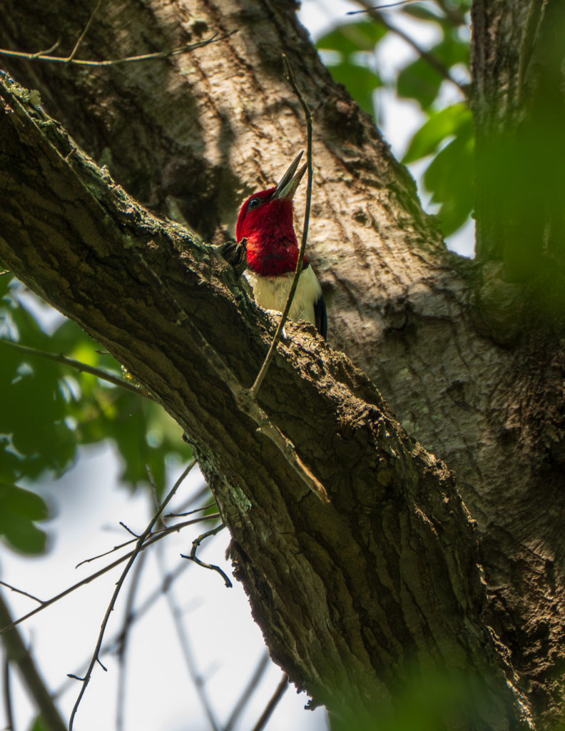 A photograph of a Red-headed Woodpecker in Tyler Texas
