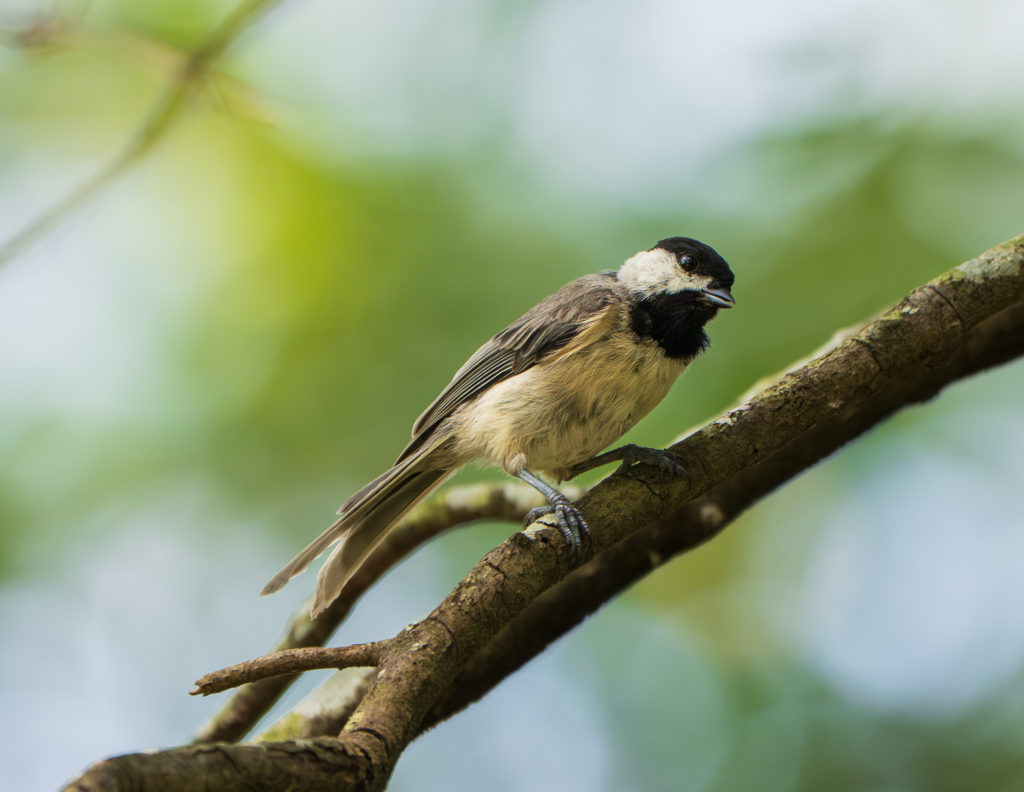 A photograph of a Carolina Chickadee in Tyler Texas